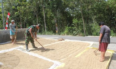 TMMD 127 Kodim Kebumen: TNI Bangun Kedekatan dengan Petani Somagede di Tengah Panen